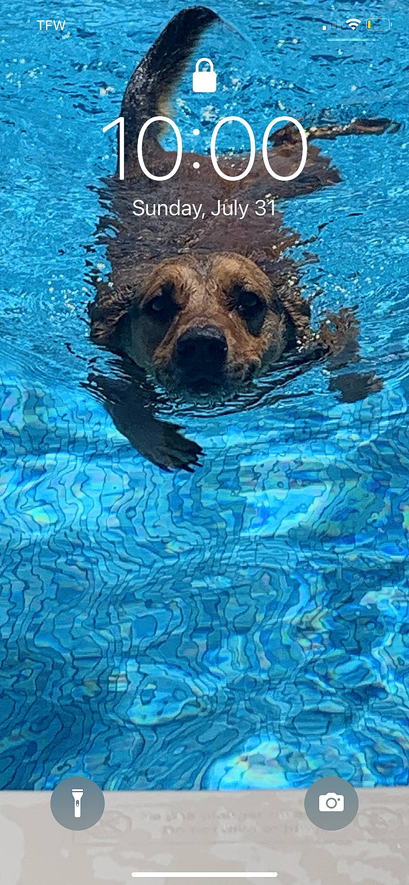 Peanut joined the competition — help win amazing prizes! advertising, blue, book_cover, canidae, carnivore, companion_dog, dog_breed, electric_blue, font, liquid, marine_mammal, mustelidae, photo_caption, poster, recreation, sporting_group, swimming_pool, terrestrial_animal, water, wildlife