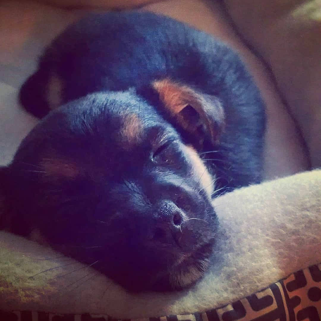 Fenway is registered to the contest to win money with this photo: bored, canidae, carnivore, comfort, companion_dog, dog, dog_breed, fur, iris, photo_caption, puppy, skin, snout, sporting_group, terrestrial_animal, vertebrate, whiskers, working_animal, working_dog