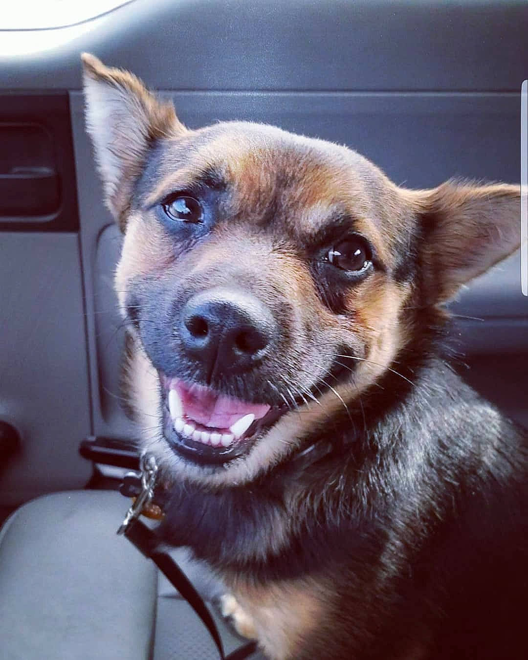 Fenway is registered to the contest to win money with this photo: canidae, carnivore, collar, companion_dog, dog, dog_breed, fawn, fur, iris, jaw, liver, snout, sporting_group, tongue, tooth, vehicle_door, vertebrate, whiskers, working_animal, working_dog