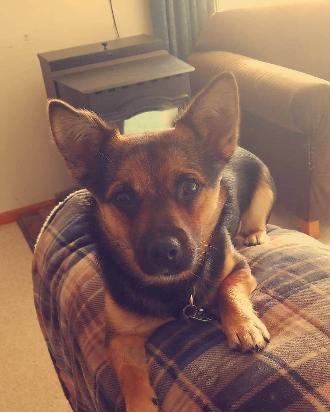 Fenway is registered to the contest to win money with this photo: brown, canidae, carnivore, comfort, couch, dog, dog_breed, fawn, fur, liver, living_room, plaid, snout, sporting_group, studio_couch, tartan, vertebrate, whiskers, working_animal, working_dog