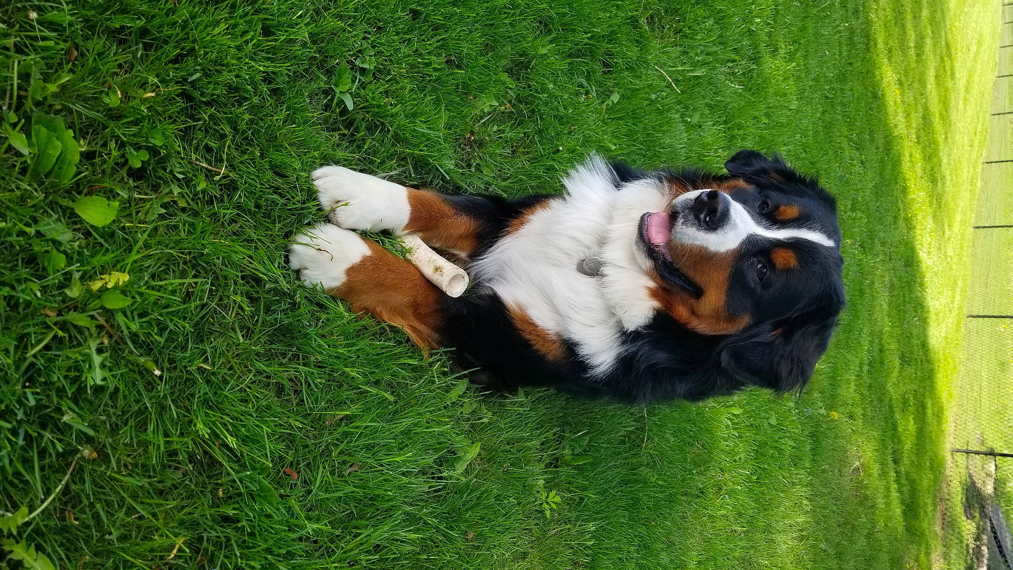 Hudson is registered to the contest to win money with this photo: basset_hound, bernese_mountain_dog, carnivore, cavalier_king_charles_spaniel, companion_dog, dog, dog_breed, fur, grass, grassland, herding_dog, pasture, plant, scotch_collie, sporting_group, tail, terrestrial_animal, toy_dog, working_animal, working_dog