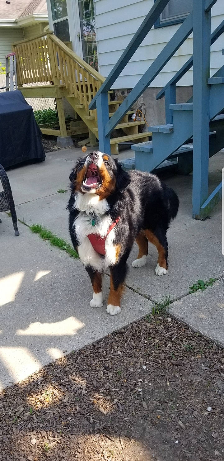 Hudson is registered to the contest to win money with this photo: bernese_mountain_dog, canidae, carnivore, collar, companion_dog, dog, dog_breed, door, fence, grass, herding_dog, plant, porch, road_surface, shetland_sheepdog, sidewalk, snout, sporting_group, tail, tree