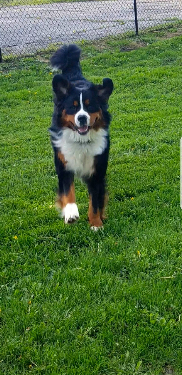 Hudson joined the competition — help win amazing prizes! australian_collie, bernese_mountain_dog, canidae, carnivore, companion_dog, dog, dog_breed, grass, groundcover, herding_dog, lawn, plant, rough_collie, snout, sporting_group, tail, working_dog