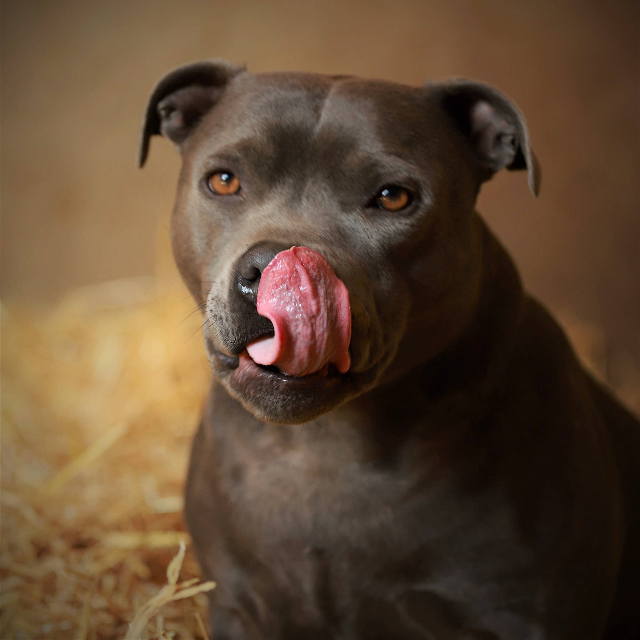 Nelson a rejoint le concours — aidez-le/la à gagner de superbes lots ! borador, canidae, carnivore, companion_dog, dog, dog_breed, fawn, fur, grass, hunting_dog, liver, non_sporting_group, snout, sporting_group, terrestrial_animal, whiskers, working_animal