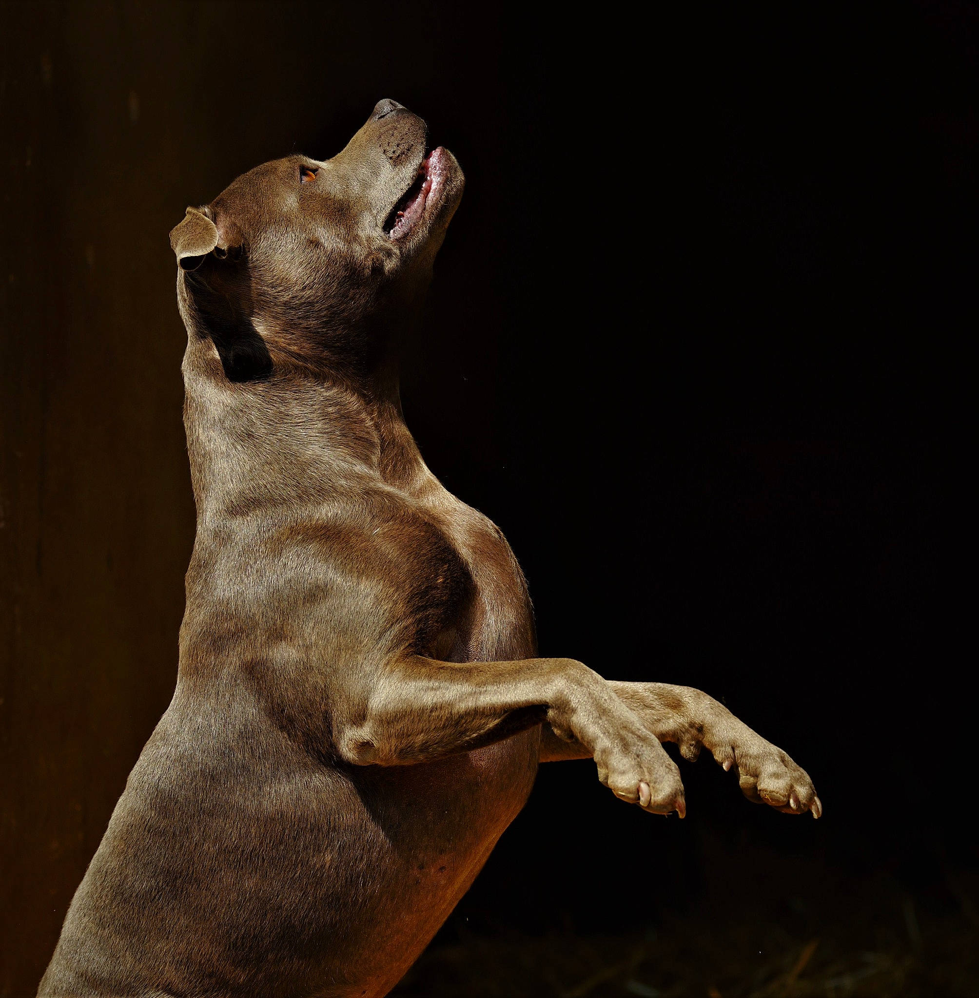 Nelson a rejoint le concours — aidez-le/la à gagner de superbes lots ! art, big_cats, canidae, carnivore, darkness, dog, dog_breed, felidae, lion, paw, sculpture, small_to_medium_sized_cats, snout, sporting_group, tail, terrestrial_animal, trunk, whiskers, wood, working_animal