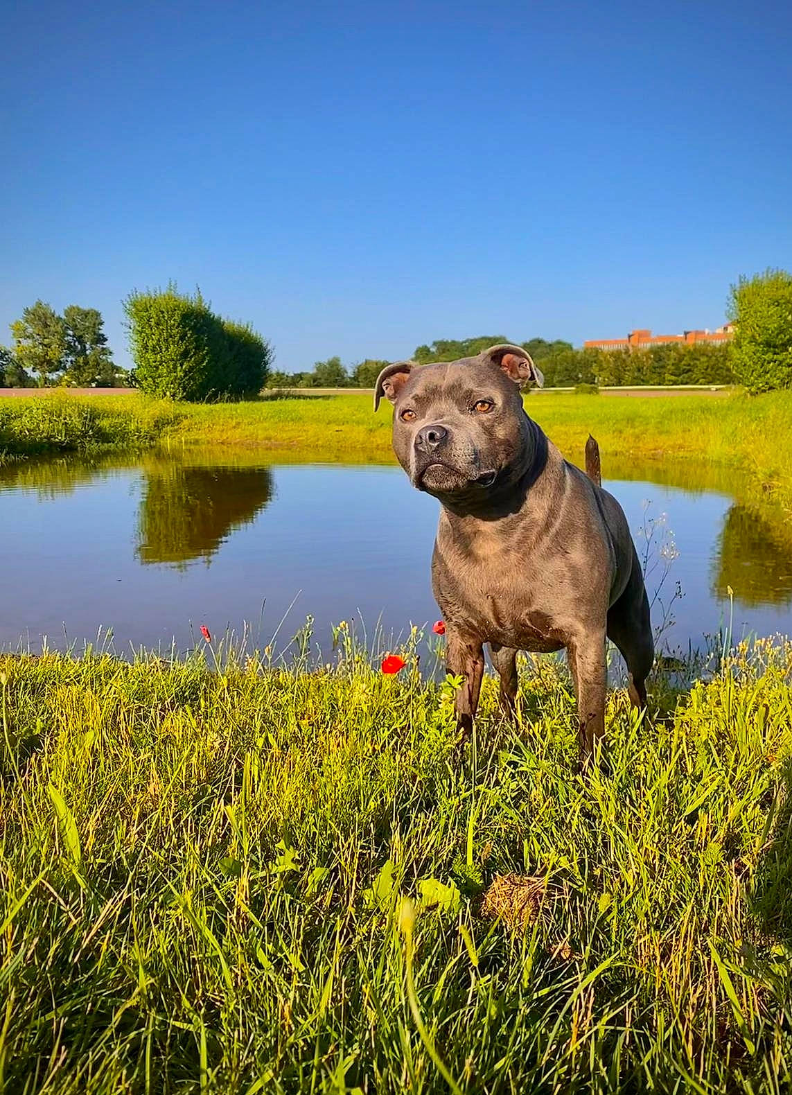 Nelson participe au concours pour gagner de l'argent avec cette photo : agriculture, carnivore, companion_dog, dog, dog_breed, fawn, flower, grass, grassland, lake, landscape, meadow, natural_landscape, people_in_nature, plant, shrub, sky, tree, water, working_animal