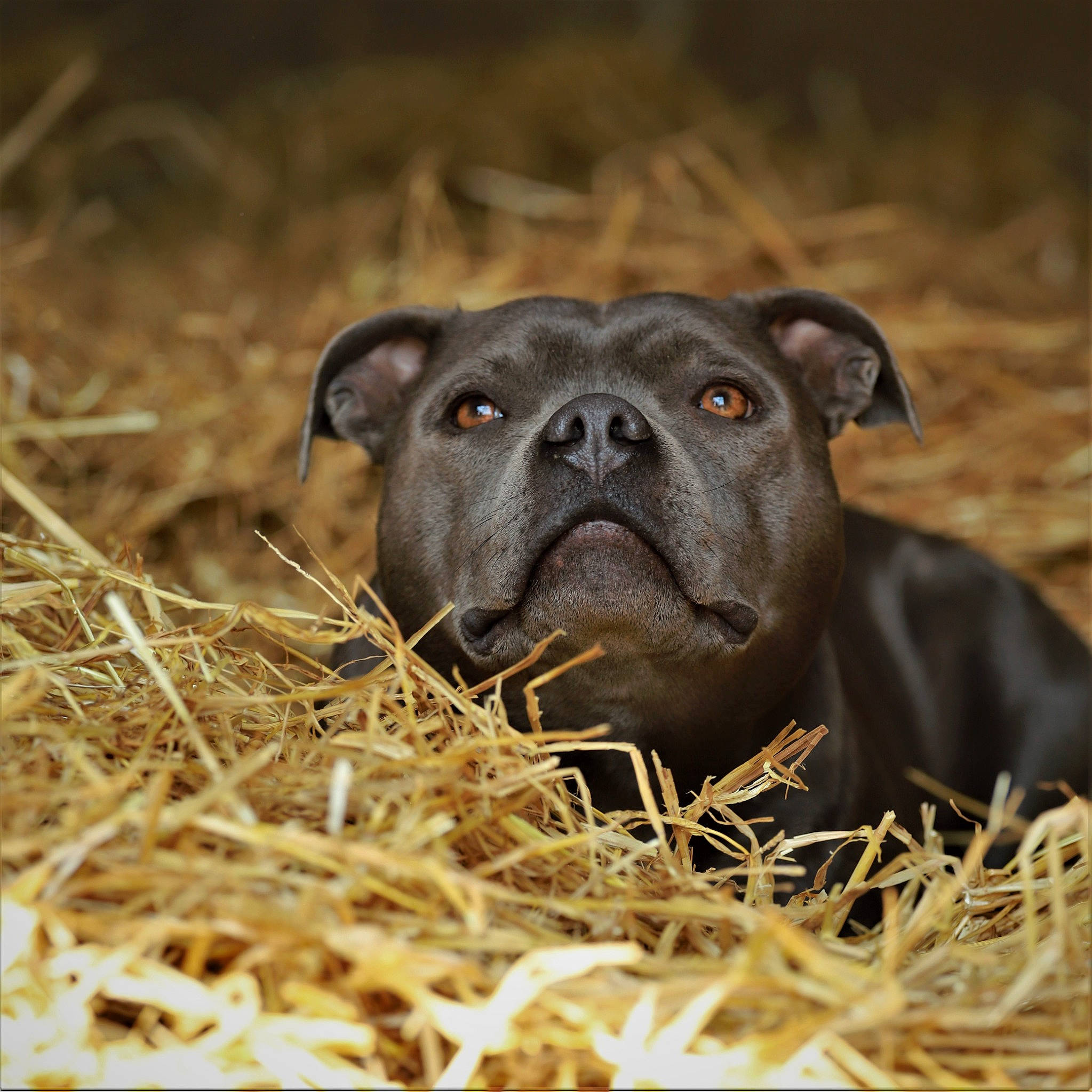 Nelson participe au concours pour gagner de l'argent avec cette photo : canidae, carnivore, companion_dog, dog, dog_breed, fawn, grass, grassland, hay, non_sporting_group, plant, prairie, puppy, snout, soil, sporting_group, straw, terrestrial_animal, whiskers, working_animal