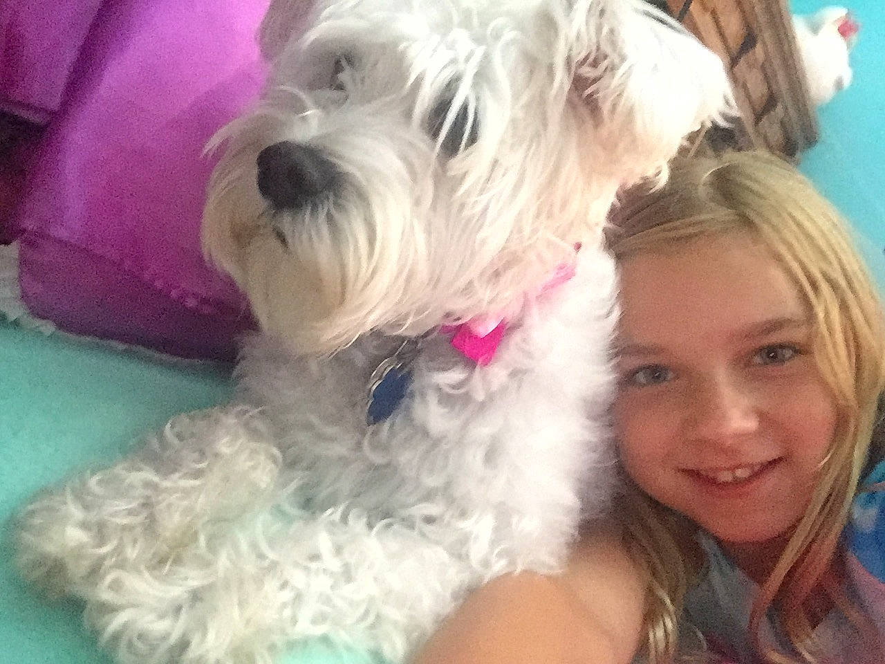 Polly joined the competition — help win amazing prizes! canidae, carnivore, companion_dog, dog, dog_breed, interaction, irish_soft_coated_wheaten_terrier, maltepoo, maltese, mammal, miniature_schnauzer, morkie, puppy_love, rare_breed_dog, schnoodle, sealyham_terrier, small_terrier, sporting_lucas_terrier, terrier, west_highland_white_terrier