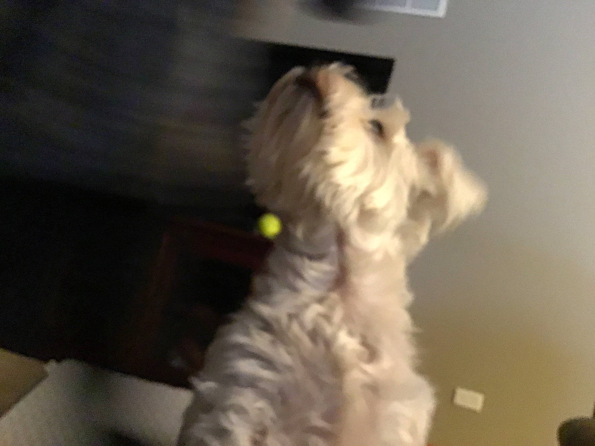 Polly joined the competition — help win amazing prizes! canidae, carnivore, companion_dog, dog, dog_breed, dog_collar, dog_supply, fur, grey, non_sporting_group, small_terrier, snout, terrier, toy_dog, working_animal, working_dog