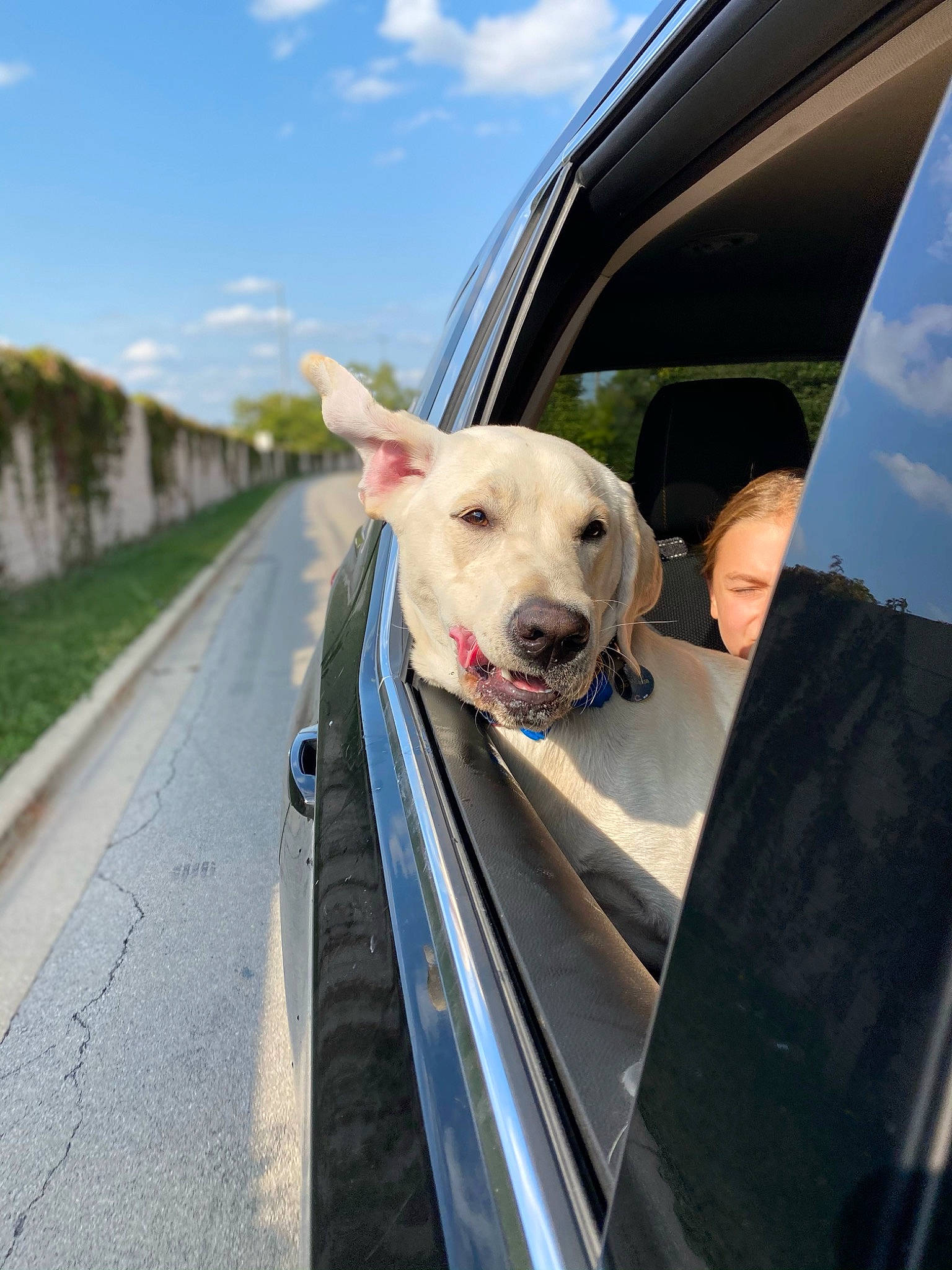 Cooper joined the competition — help win amazing prizes! automotive_window_part, canidae, carnivore, collar, dog, dog_breed, fence, guard_rail, lane, livestock, rear_view_mirror, snout, vehicle_door, vertebrate, windscreen_wiper, windshield, working_animal