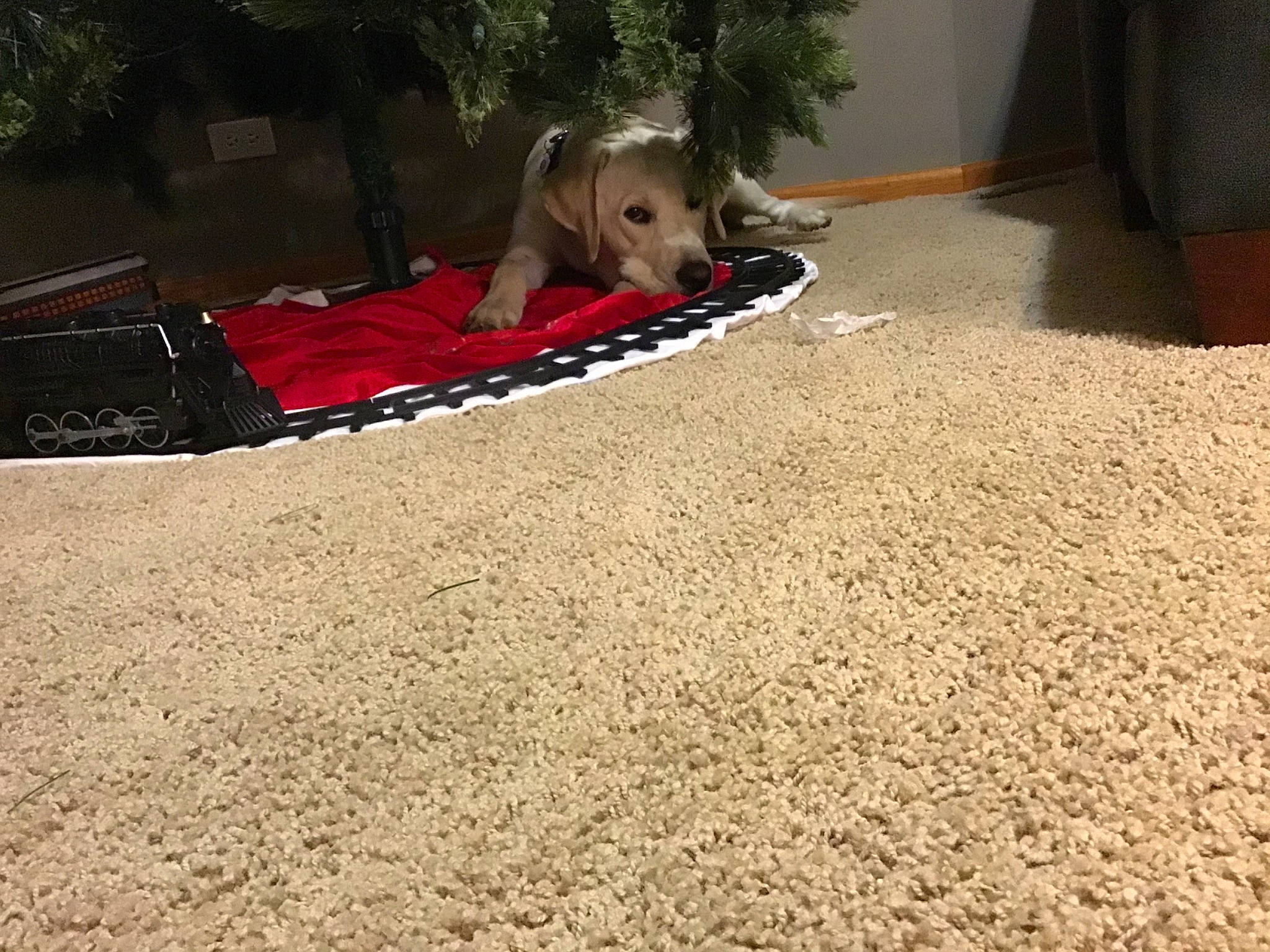 Cooper is registered to the contest to win money with this photo: canidae, carnivore, companion_dog, dog, dog_breed, dog_supply, flooring, gravel, non_sporting_group, pebble, pet_supply, sporting_group, toy_dog, working_animal, working_dog