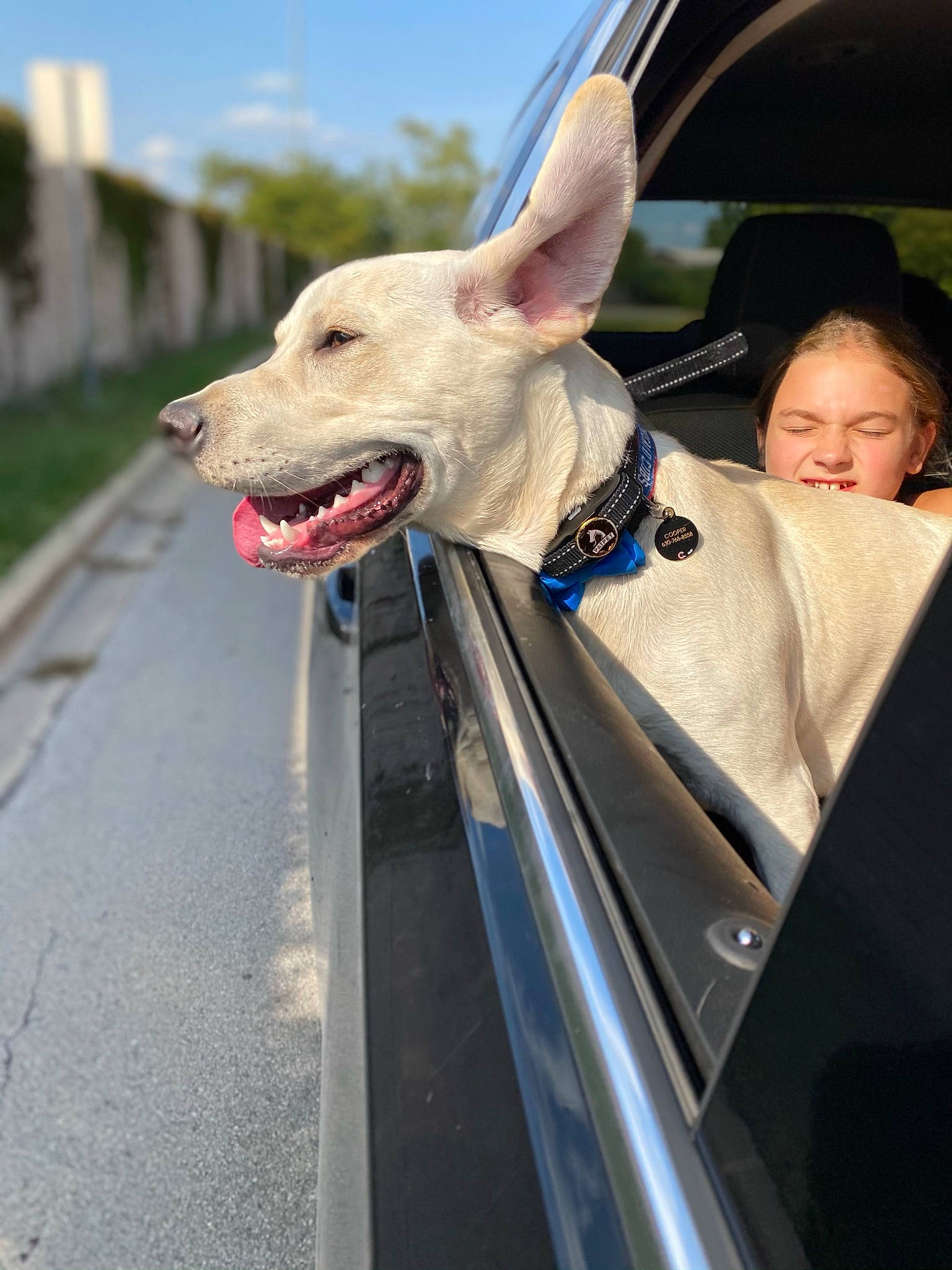 Cooper is registered to the contest to win money with this photo: asphalt, bull_terrier, canidae, carnivore, collar, curb, dog, dog_breed, jaw, road_surface, snout, tar, tongue, vertebrate, working_animal, working_dog