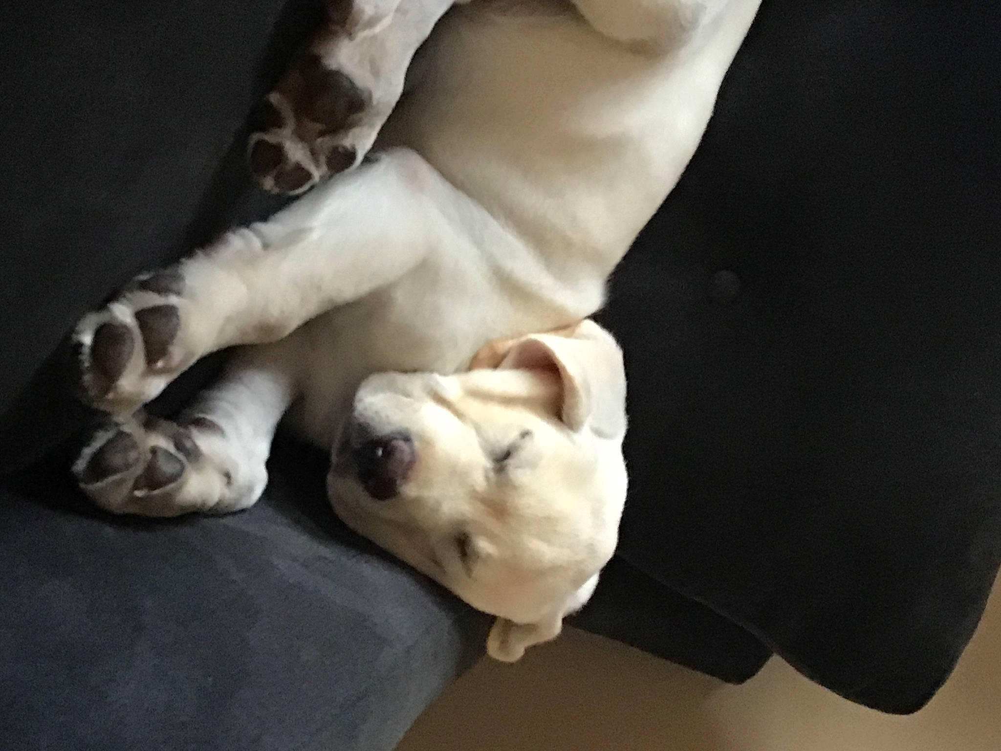 Cooper joined the competition — help win amazing prizes! bored, canidae, carnivore, comfort, companion_dog, dog, dog_breed, fawn, nap, paw, sleep, snout, sporting_group, tail, terrestrial_animal, working_animal, working_dog