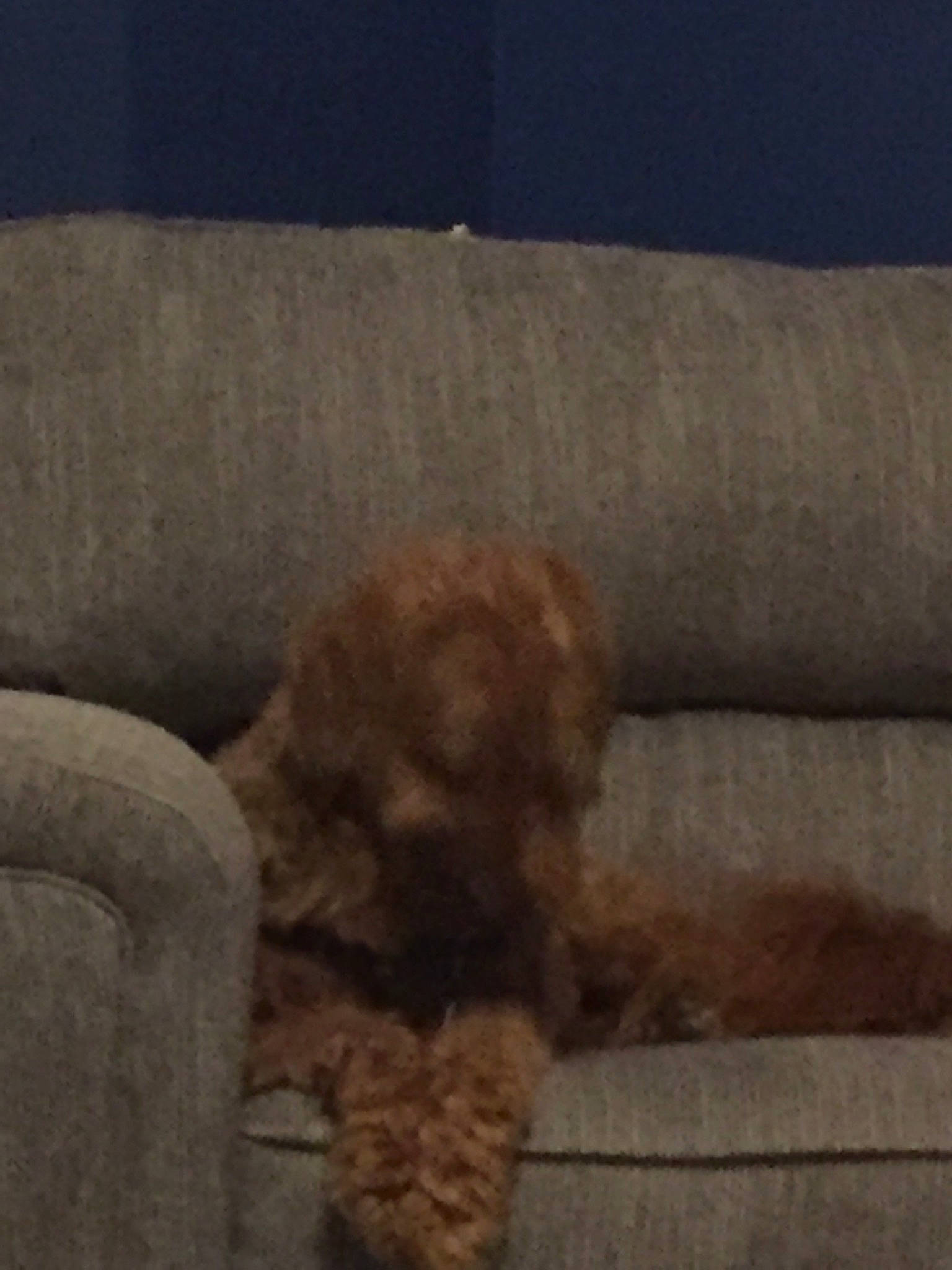 Mcfly joined the competition — help win amazing prizes! canidae, carnivore, cavapoo, cockapoo, companion_dog, dog, dog_breed, goldendoodle, labradoodle, lagotto_romagnolo, maltepoo, miniature_poodle, non_sporting_group, poodle, poodle_crossbreed, puppy, schnoodle, sporting_group, toy_dog, toy_poodle