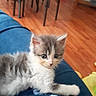kitten, cat, feline, indoor, blue_blanket, polka_dots, wooden_floor, dining_table, chairs, curious, fluffy, pet, young_animal, domestic, cozy, home, furniture, resting, cute, animal