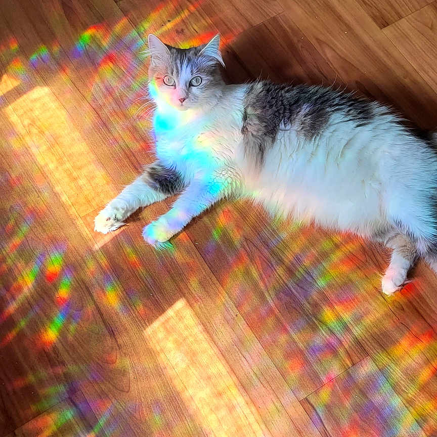 Milky