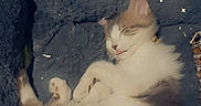 Milky participe au concours pour gagner de l'argent avec cette photo : animal, bed, blanket, cat, comfort, cozy, cute, feline, fur, indoor, kitten, paw, pet, relaxing, resting, sleeping, small, soft, stars, whiskers