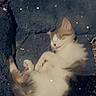 kitten, sleeping, cat, pet, cozy, bed, blanket, fur, cute, resting, indoor, animal, small, whiskers, paw, feline, soft, comfort, relaxing, stars