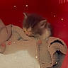 kitten, cat, pet_carrier, red, towel, sleeping, cozy, indoor, animal, small, cute, feline, resting, soft, warm, wood_floor, domestic, comfort, cute_pet, star_effects