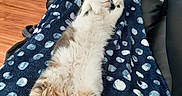 Milky participe au concours pour gagner de l'argent avec cette photo : cat, fluffy, lying_down, relaxed, blue_blanket, polka_dot, couch, leather, home_interior, wooden_floor, furniture, pet, tail, sleeping, cozy, indoor, animal, resting, domestic, comfortable