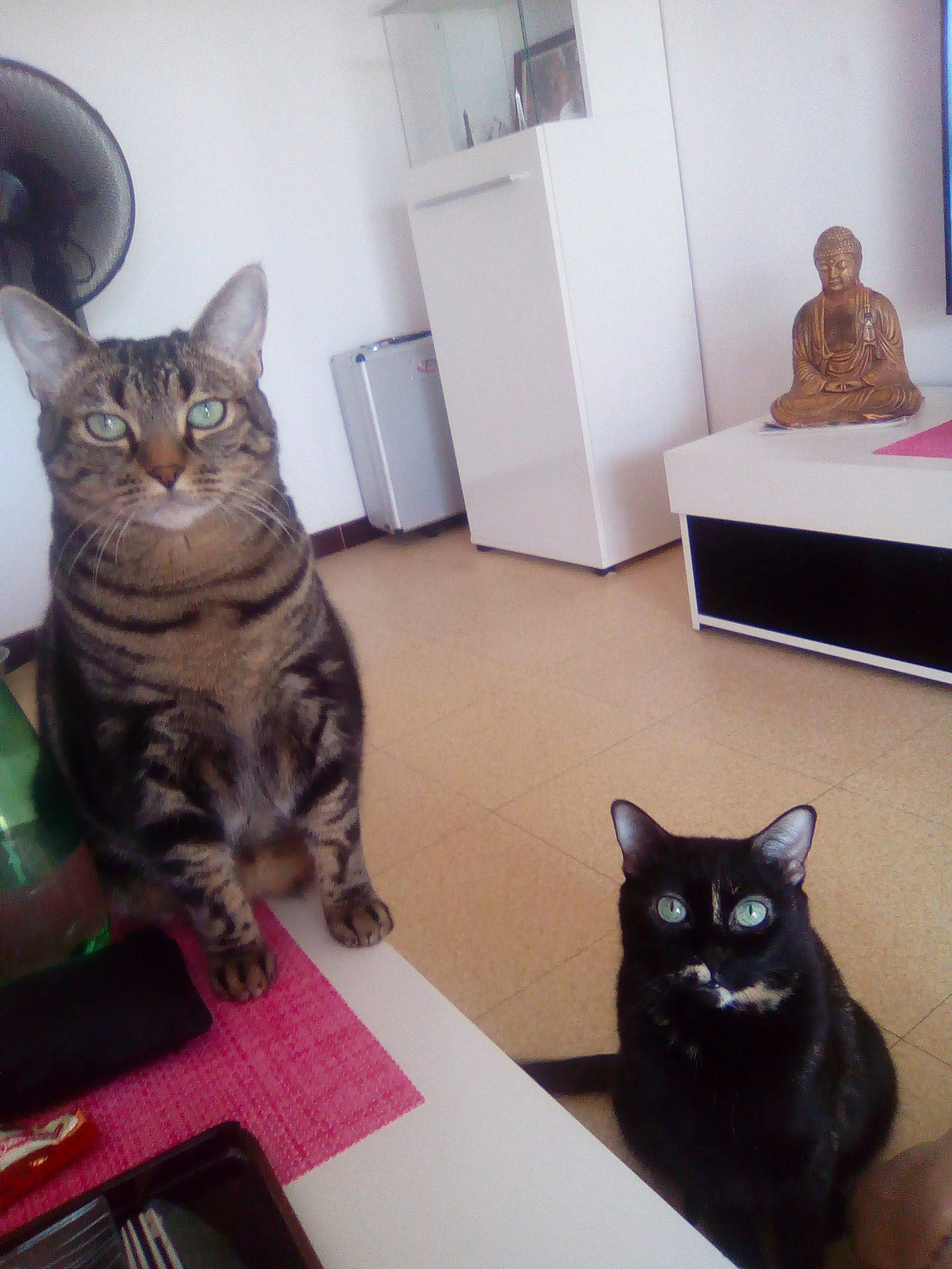 Belle Et Lucky participe au concours pour gagner de l'argent avec cette photo : american_shorthair, carnivoran, cat, cat_like_mammal, domestic_short_haired_cat, dragon_li, european_shorthair, fur, kitten, mammal, person, small_to_medium_sized_cats, tabby_cat, whiskers