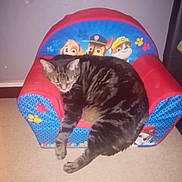 Belle a rejoint le concours — aidez-le/la à gagner de superbes lots ! carnivore, cat, domestic_short_haired_cat, european_shorthair, felidae, kitten, small_to_medium_sized_cats, tabby_cat, tail, whiskers
