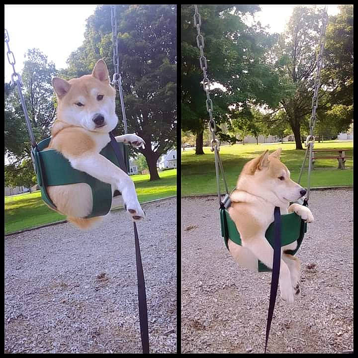 King Luis joined the competition — help win amazing prizes! art, canidae, carnivore, companion_dog, dog, dog_breed, fashion_accessory, fawn, grass, metal, morning, photo_caption, plant, snout, sporting_group, square, sunlight, tail, tints_and_shades, tree