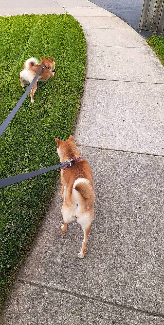 King Luis is registered to the contest to win money with this photo: asphalt, canidae, carnivore, collar, companion_dog, dog, dog_breed, fawn, grass, leash, pet_supply, plant, pomeranian, road, road_surface, sidewalk, snout, spitz, sporting_group, tail