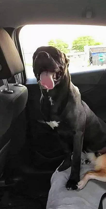 Brutis is registered to the contest to win money with this photo: auto_part, automotive_exterior, car, car_seat_cover, carnivore, collar, comfort, companion_dog, dog, dog_breed, dog_collar, family_car, fawn, head_restraint, snout, sporting_group, vehicle, vehicle_door, whiskers, working_animal