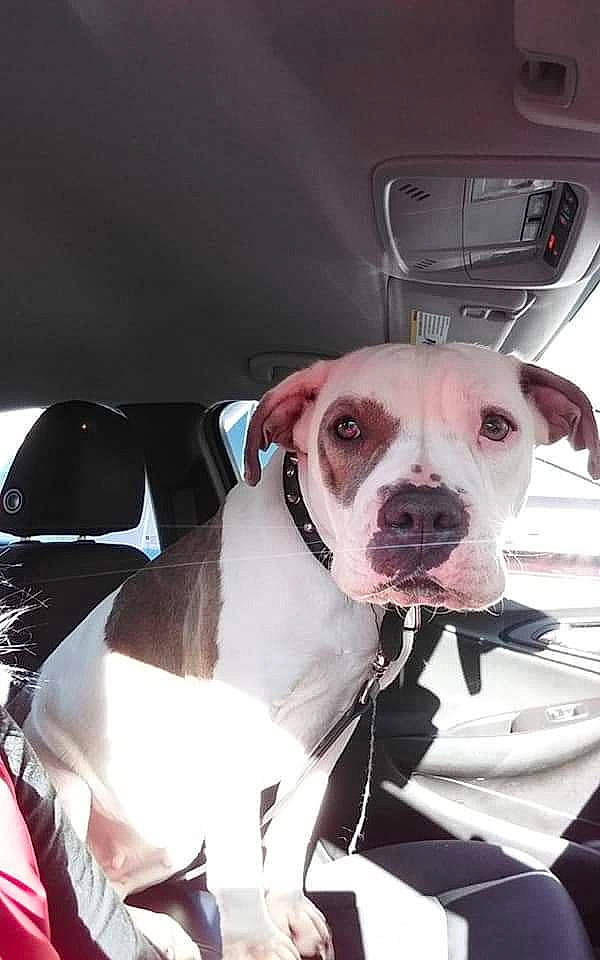 Roxxana joined the competition — help win amazing prizes! canidae, carnivore, collar, companion_dog, dog, dog_breed, dog_collar, fawn, fur, leash, molosser, non_sporting_group, pet_supply, pink, pit_bull, snout, sporting_group, whiskers, working_animal, working_dog