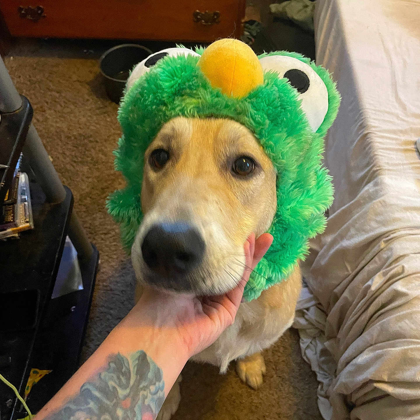 Snoopdog is registered to the contest to win money with this photo: animal, ball, bodypart, canine, couch, dog, face, finger, furniture, hand, head, indoors, interiordesign, person, pet, photography, portrait, puppy, skin, tattoo