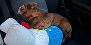 Chopper is registered to the contest to win money with this photo: animal, brown_dog, canine, car_seat, closeup, comfort, cushion, dog, indoor, pet, plush_toy, relaxed, resting, seatbelt, side_view, small_dog, stuffed_animal, toy, transport, vehicle_interior