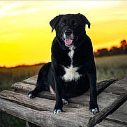 Jewels joined the competition — help win amazing prizes! dog, black_dog, white_patch, sitting, wooden_bench, sunset, outdoor, nature, tongue_out, happy, animal, pet, field, sky, golden_hour, grass, peaceful, canine, portrait, evening