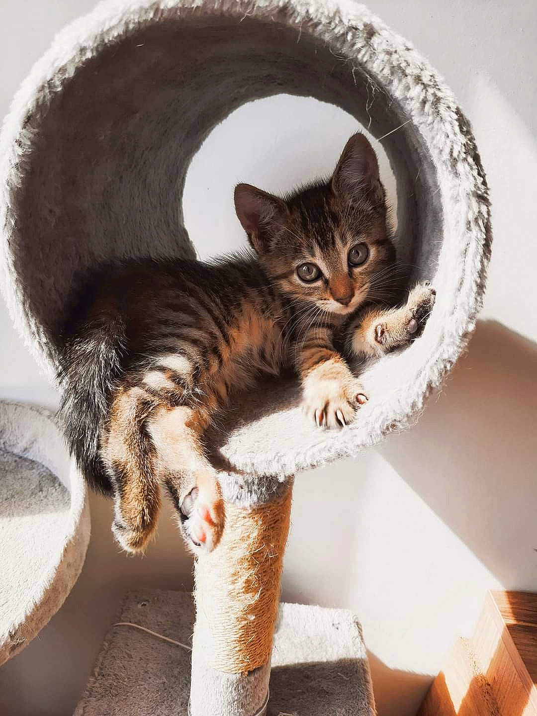 Pichu participe au concours pour gagner de l'argent avec cette photo : carnivore, cat, cat_bed, cat_supply, claw, comfort, domestic_short_haired_cat, fawn, felidae, fur, paw, pet_supply, sitting, small_to_medium_sized_cats, snout, tail, tree, vertebrate, whiskers, wood