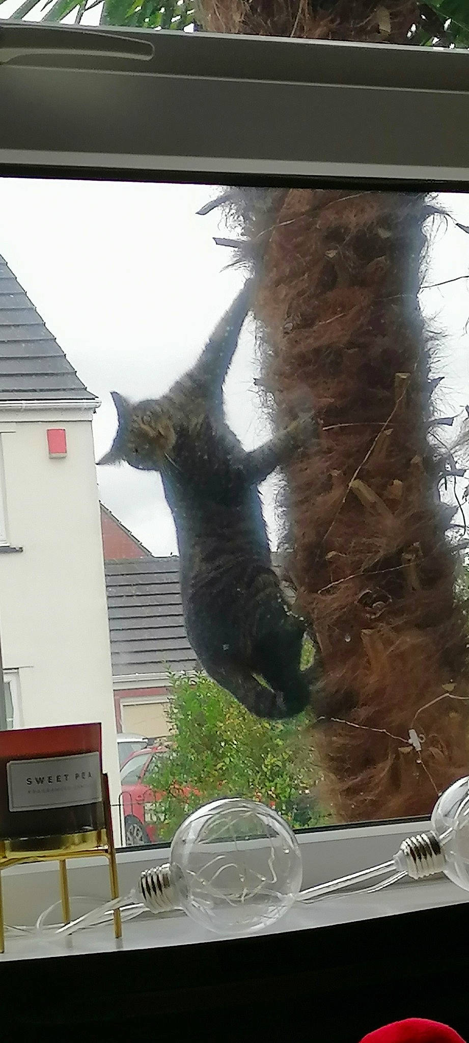 Squeaks is registered to the contest to win money with this photo: building, carnivore, cat, domestic_short_haired_cat, felidae, fur, grass, house, plant, sky, small_to_medium_sized_cats, snout, tail, tree, trunk, twig, wildlife, window, wood