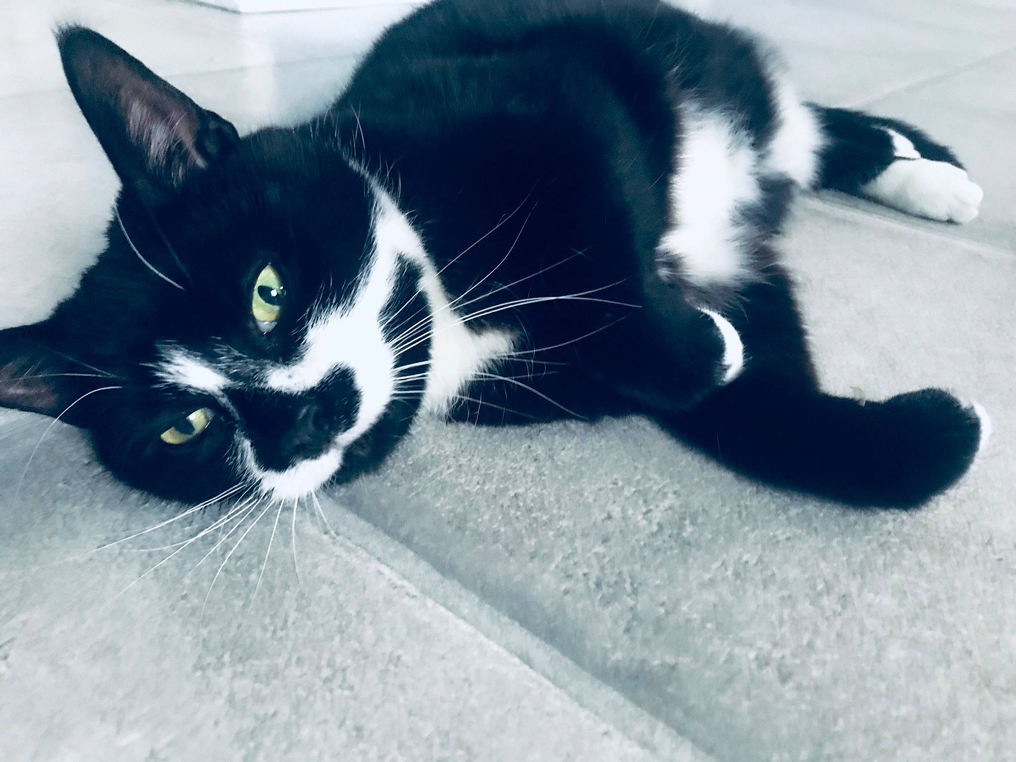 Mr Binx is registered to the contest to win money with this photo: black, black_and_white, black_cat, carnivore, cat, claw, domestic_short_haired_cat, european_shorthair, eye, felidae, fur, kitten, leg, mammal, polydactyl_cat, small_to_medium_sized_cats, snapshot, snout, tail, whiskers