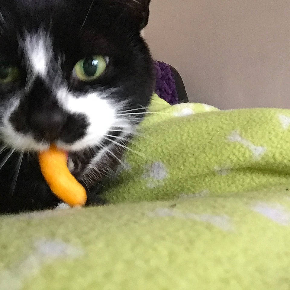 Mr Binx joined the competition — help win amazing prizes! black_cat, carnivore, cat, domestic_short_haired_cat, eye, felidae, kitten, mammal, polydactyl_cat, small_to_medium_sized_cats, snout, whiskers