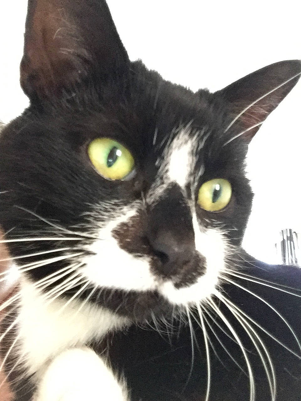 Mr Binx joined the competition — help win amazing prizes! american_wirehair, asian, black_cat, carnivore, cat, domestic_short_haired_cat, european_shorthair, felidae, mammal, oriental_longhair, small_to_medium_sized_cats, snout, whiskers