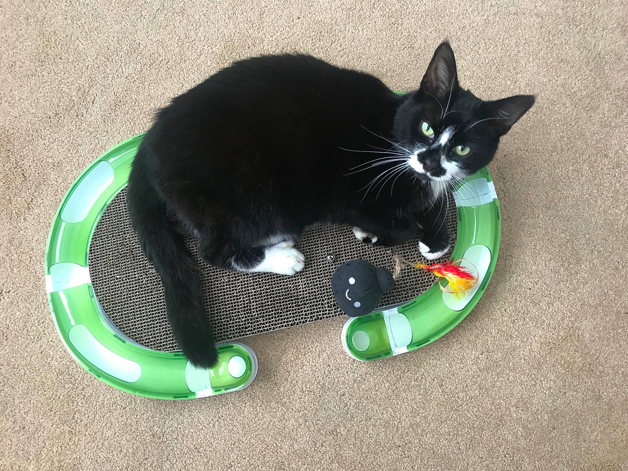 Mr Binx is registered to the contest to win money with this photo: black_cat, carnivore, cat, claw, domestic_short_haired_cat, felidae, grass, green, kitten, paw, polydactyl_cat, small_to_medium_sized_cats, tail, whiskers