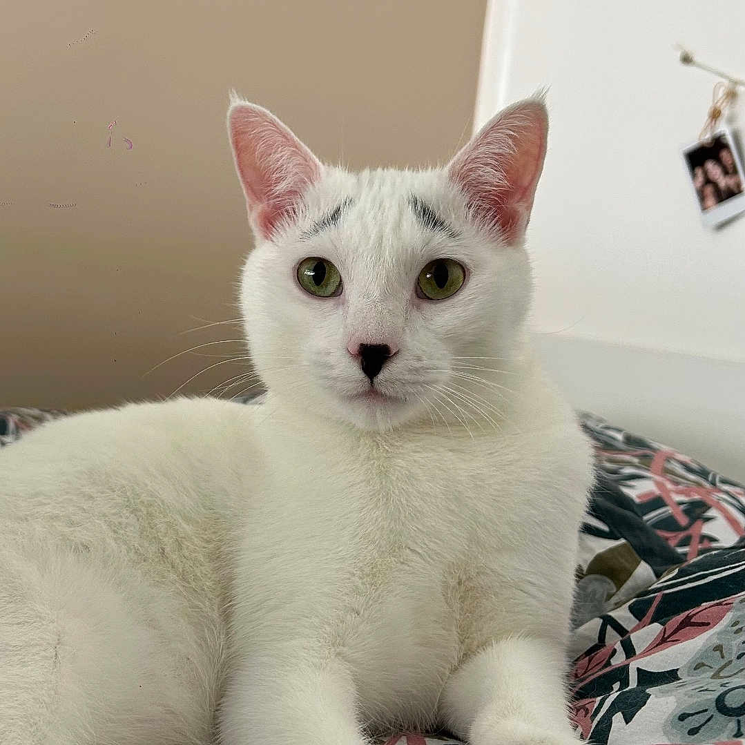 Limo participe au concours pour gagner de l'argent avec cette photo : animal, bed, blanket, cat, closeup, cute, domestic_cat, ears, face_markings, feline, fur, green_eyes, indoor, looking_at_camera, patterned_blanket, paw, pet, relaxed, whiskers, white_cat