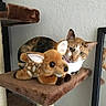 cat, calico_cat, plush_toy, deer_toy, cat_tree, carpeted_perch, mirror, indoor, pet, feline, curious, resting, brown, white_wall, domestic_animal, cute, animal_toy, reflection, soft_texture, cozy