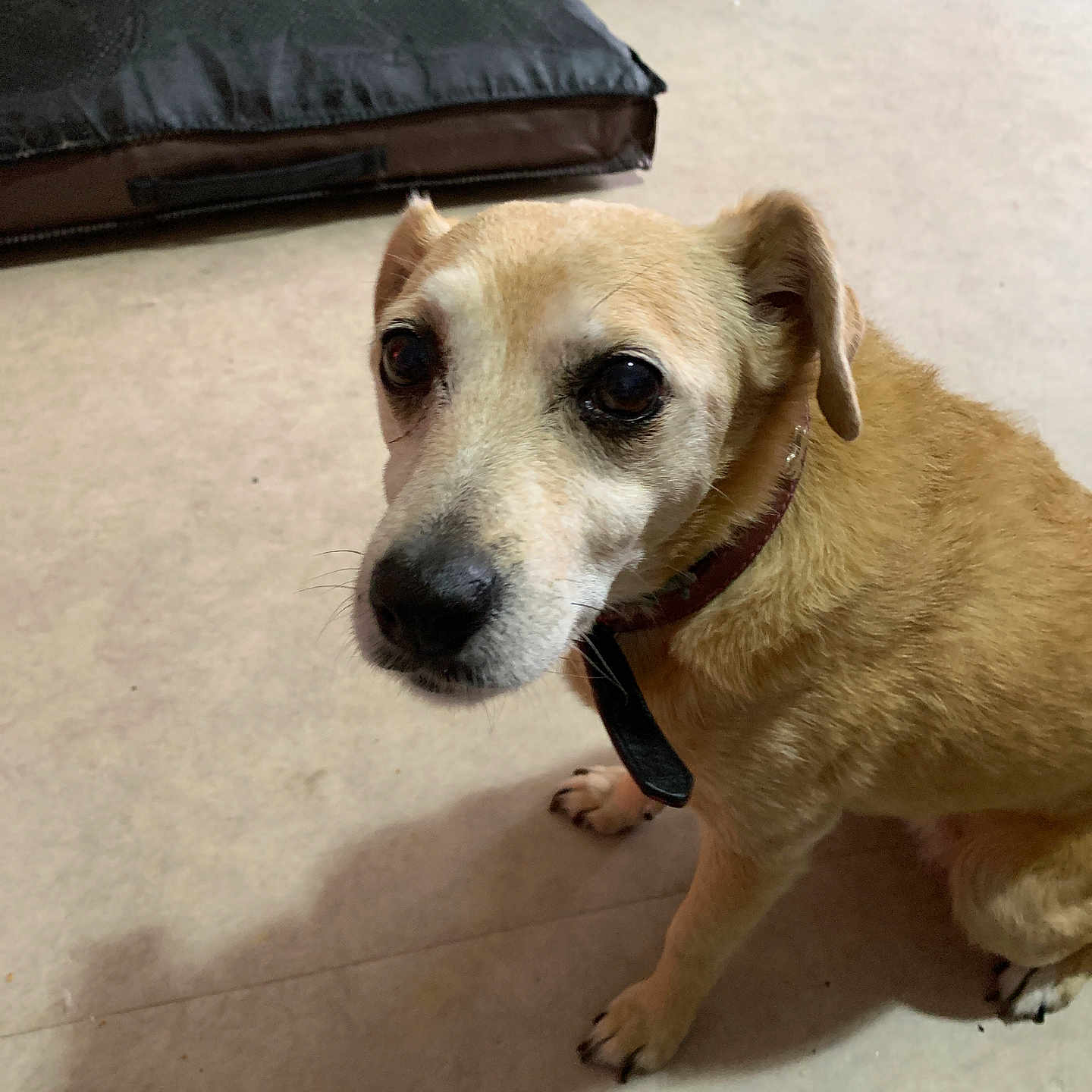 Gini Arrieta participe au concours pour gagner de l'argent avec cette photo : animal, brown_fur, canine, carpet, collar, companion, cute, dog, dog_bed, domestic, ears, floor, indoor, looking_up, paws, pet, quiet, shadow, toys, whiskers