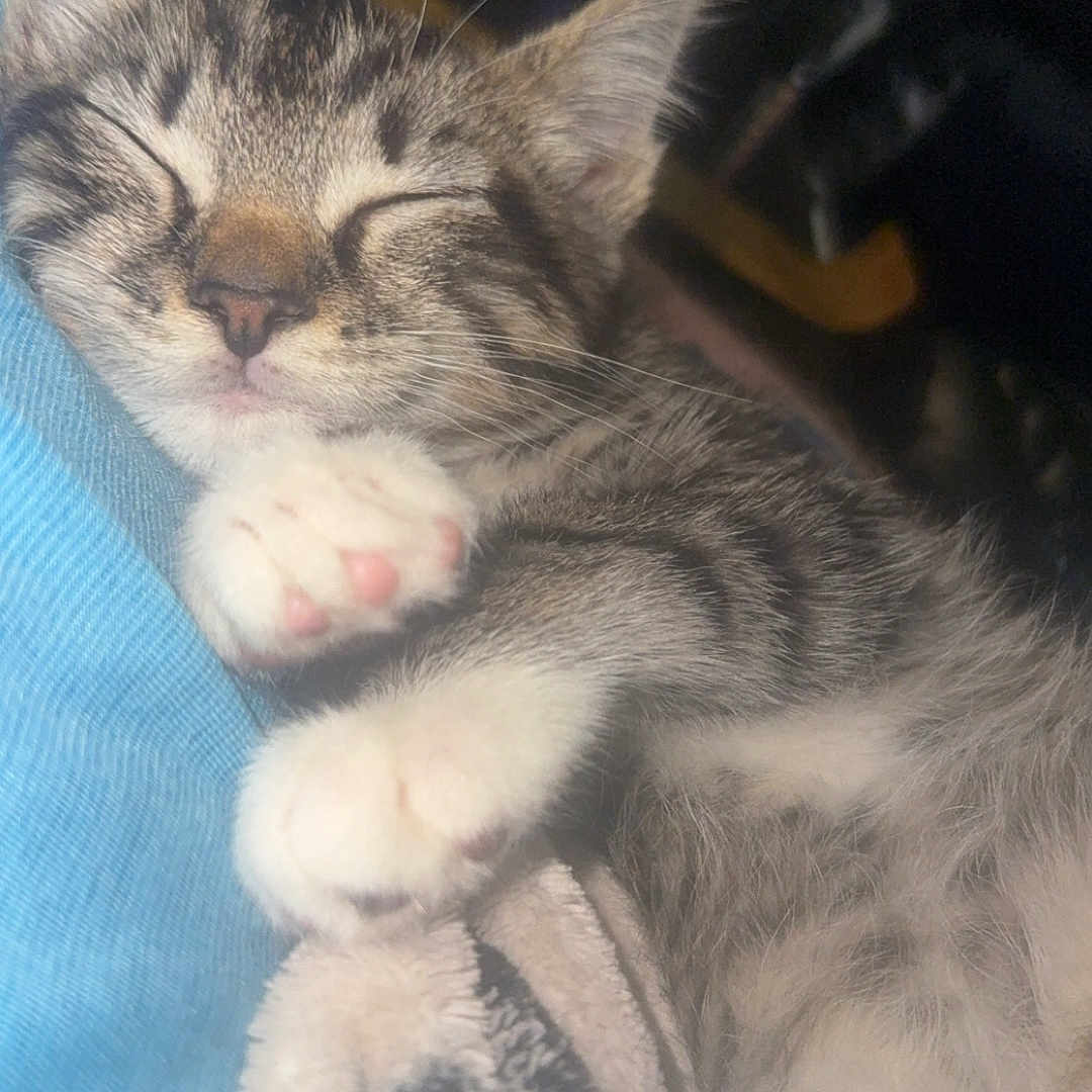 Draco is registered to the contest to win money with this photo: kitten, sleeping, cat, paw, fur, blanket, cozy, cute, pet, animal, indoor, resting, tabby, whiskers, soft, closeup, relaxed, adorable, feline, nap