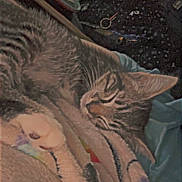 Draco joined the competition — help win amazing prizes! cat, tabby, sleeping, blanket, cozy, indoor, feline, fur, resting, animal, pet, bed, soft, closed_eyes, paw, striped, domestic_animal, quiet, comfort, relaxation