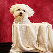 Ulrik a rejoint le concours — aidez-le/la à gagner de superbes lots ! dog, white_dog, blanket, fur, pet, portrait, red_background, cozy, cute, fluffy, indoor, animal, small_dog, fur_texture, looking, sitting, soft, studio_shot, adorable, companion