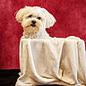 dog, white_dog, blanket, fur, pet, portrait, red_background, cozy, cute, fluffy, indoor, animal, small_dog, fur_texture, looking, sitting, soft, studio_shot, adorable, companion
