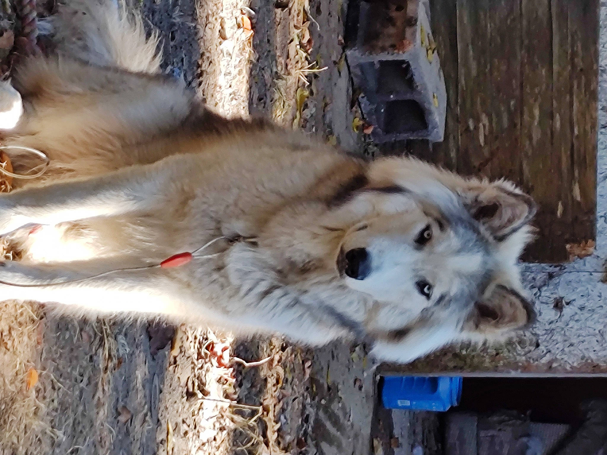 Apollo is registered to the contest to win money with this photo: big_cats, canidae, carnivore, dog, dog_breed, fawn, felidae, fur, terrestrial_animal, whiskers, winter, wood