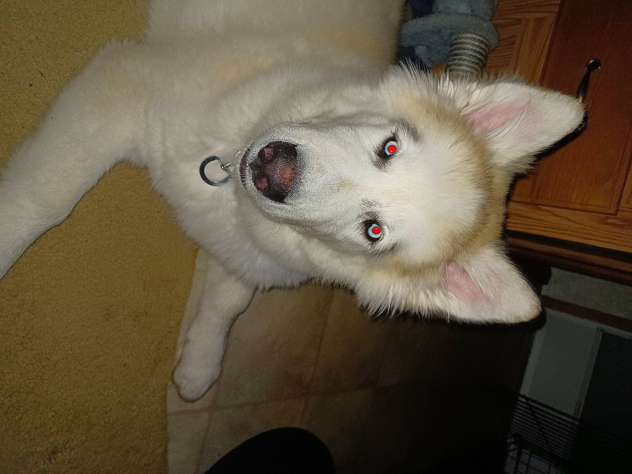 Apollo is registered to the contest to win money with this photo: cabinetry, carnivore, cat, claw, domestic_short_haired_cat, eye, fang, fawn, felidae, flooring, fur, paw, small_to_medium_sized_cats, snout, tail, whiskers