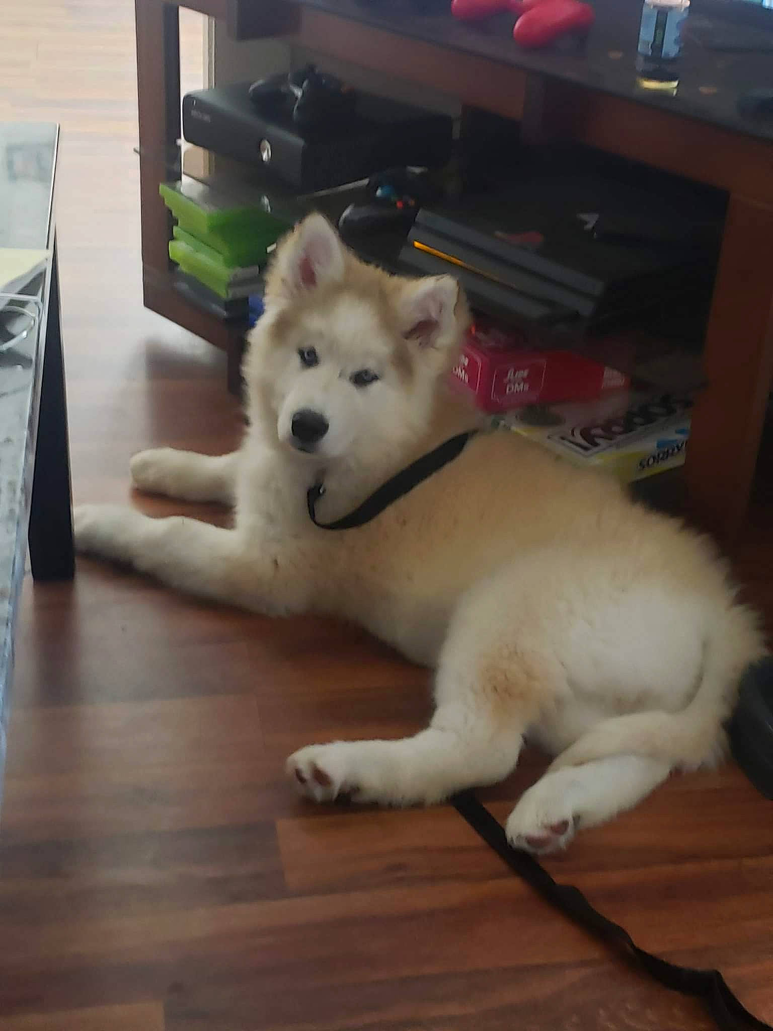 Apollo is registered to the contest to win money with this photo: bookcase, canidae, carnivore, companion_dog, dog, dog_breed, fawn, floor, flooring, fur, hardwood, paw, shelf, shelving, snout, spitz, sporting_group, tail, wood, working_animal