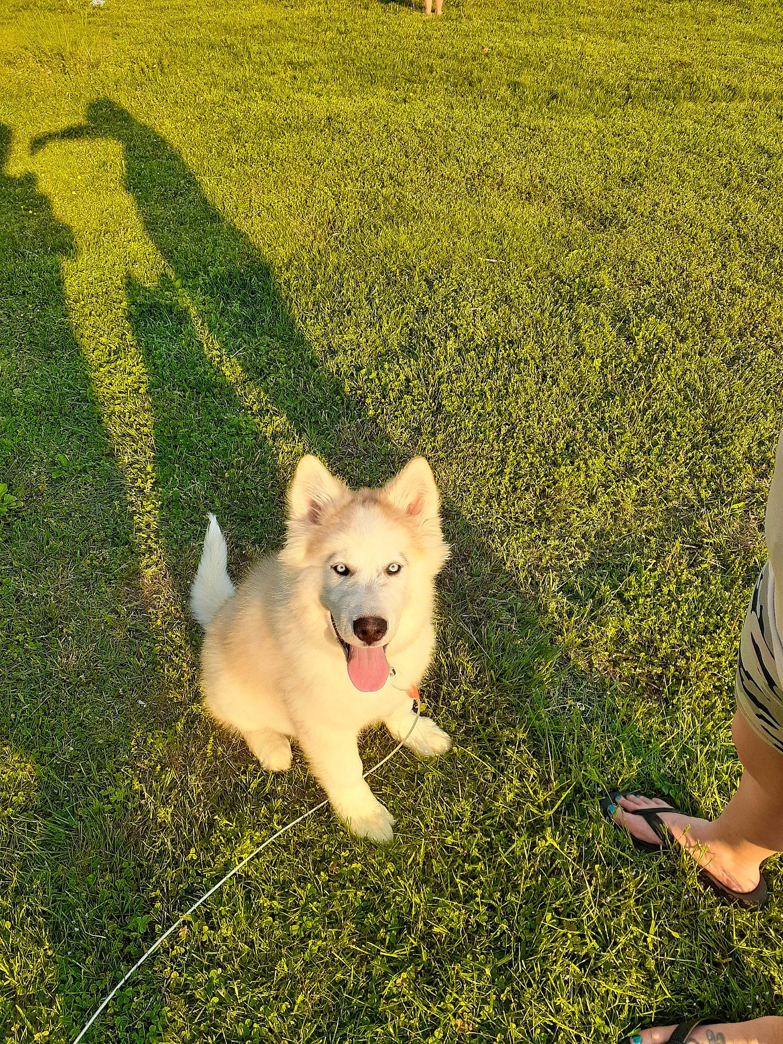 Apollo is registered to the contest to win money with this photo: canidae, carnivore, companion_dog, dog, dog_breed, fawn, field, german_spitz_mittel, grass, grassland, happy, lawn, people_in_nature, plant, spitz, sporting_group, tail, toy_dog, volpino_italiano, working_animal